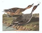 Northern Pintail